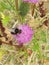 Little bee working hard on harvesting this thistle