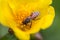 Little bees find nectar in pollen