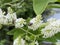 Little bees seeking honey from white flower bunch.