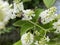 Little bees seeking honey from white flower bunch.