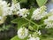 Little bees seeking honey from white flower bunch.