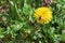 Little beetle on a beautiful yellow dandelion flower