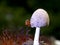 Little beetle on the mushroom