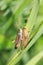 Little beetle stares as hort-horned grasshoppers mate on blade of grass