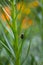 Little beetle on a stem