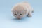 Little beige kitten learns to walk, blue background