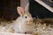 Little beige rabbit sitting in a farm