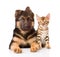 Little bengal cat and german shepherd puppy dog lying together.