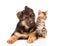 Little bengal cat and german shepherd puppy dog lying together. isolated