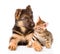 Little bengal cat and german shepherd puppy dog lying together. isolated