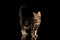 Little Bengal Cat Standing and Raise tail, Isolated Black Background