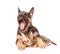 Little bengal cat and yawning german shepherd puppy dog together.