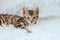 Little Bengal kitty laying on the white background