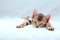 Little Bengal kitty laying on the white background