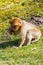 Little Berber monkey sitting alone on the meadow