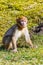 Little Berber monkey sitting alone on the meadow