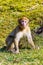 Little Berber monkey sitting alone on the meadow