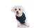 Little bichon dog feeling happy, wearing a winter cloth