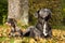 Little and big dog lying in colorful autum leaves