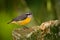 Little bird Bananaquit, Coereba flaveola, exotic tropic song bird sitting on the green leaves. Grey and yellow bird in the nature