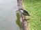 Little bird on the bank of a pond. Wild Bird