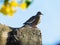 A little bird below a yellow flowers` tree