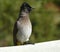 Little bird: Black-eyed Bulbul