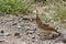 Little Bird. Crested lark - Galerida cristata
