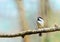 Little bird looks into empty colorful space