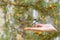 Little bird marsh tit eats food from hand