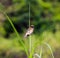 Little bird in the middle of green grass in forest standing on a green long leaf