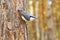 Little bird nuthatch sits on conifer tree in forest