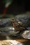 A little bird in the rain, close-up portrait, blurred background.