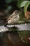 A little bird in the rain, close-up portrait, blurred background.