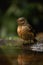 A little bird in the rain, close-up portrait, blurred background.