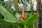 Little bird sings on banana flower. Olive-back sunbird male on exotic plant.