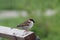 Little bird Sparrow close-up. birds and animals in the wild