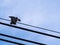 The Little Bird Spread Its Wings on The Wires