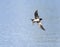 Little bird swallow hovering in the blue sky over the pond spre