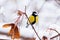 Little bird tit sits on a maple branch in winter close-up