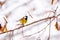 Little bird tit sits on a snowy maple branch in winter