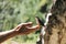 Little bird - titmouse sitting on a human hand and eating bright berry