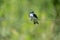 Little bird, tree swallow perched on an outdoor cable against a blurred green background