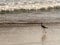 Little bird walking on the sand on the seashore. Next to de waves.