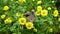 Little bird and yellow flowers.