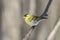 Little bird yellow Siskin