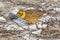 Little bird yellowhammer on snow close up. Ukraine