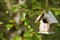 Little Birdhouse in Spring birch leaves