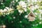 Little Birdhouse in Spring with blossom cherry