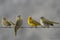 Little birds on a cable
